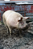 Fototapeta Zwierzęta - Great fattened pig the mud on the farm