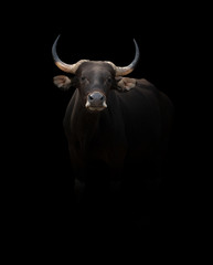 Poster - banteng in the dark