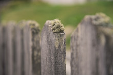 Wooden Fence With Moss