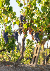 Wall Mural - Tuscan vineyard with red grapes.