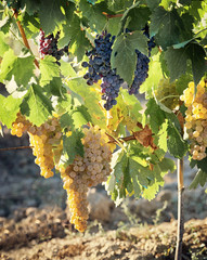 Wall Mural - Tuscan vineyard with red and white grapes.