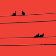 Silhouette of Birds on Wires
