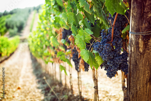 Cuadros en Lienzo Tuscan vineyard with red grapes.