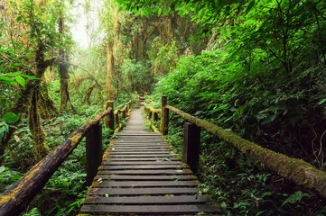  Jungle landscape. Wooden bridge at misty tropical rain forest. Travel background at Doi Inthanon Park, Thailand