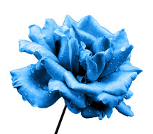 Natural Blue Rose Flower Isolated On White