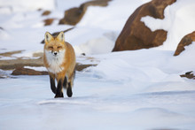 Red Fox (vulpes Vulpes) Walking Along The Shores Of Hudson's Bay;Churchill Manitoba Canada