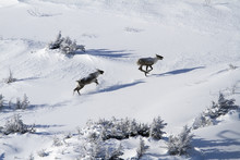 Two Caribou (rangifer Tarandus Caribou) Running In The Highland Of Mount Albert Gaspesie National Park;Quebec Canada