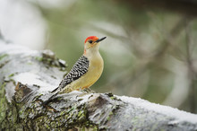 Red-bellied Woodpecker (melanerpes Carolinus);Ohio, United States Of America
