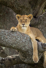 Lioness Resting In A Tree At The Serengeti Plains; Tanzania