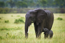 African Elephant Female With Calf, Serengeti National Park