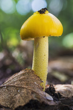 A Yellow Mushroom In The Forest; Ontario, Canada