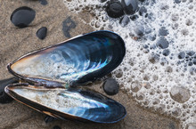 Waves Wash Over A Blue Mussel (Mytilus Edulis) Shell On The Beach; Cannon Beach, Oregon, United States Of America