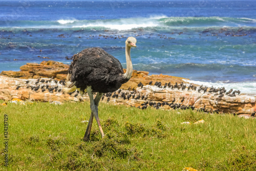 Fotografering Front view of Ostrich walking in wild coast at the Cape of Good Hope in Table Mountain National Park, South Africa
