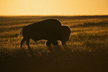 Silhouette Of A Bison At Sunset, Grasslands National Park; Saskatchewan, Canada