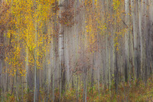 Painting Of Trees In A Forest In Autumn Colours; Alberta, Canada