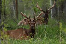 Bull Elks Resting In Grass, Alberta, Canada