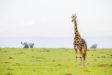 Giraffe, Murchison Falls National Park; Uganda