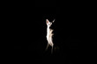 © protivnica - White Swiss shepherd dog silhouette at night