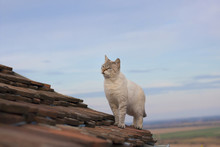 Beautiful Gray Cat Standing On The Edge Of The Roof And Staring At Something, Nice Blue Sky And Horizon In Background