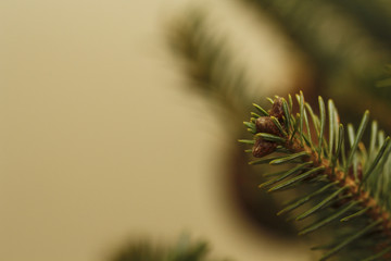 Image of Christmas Tree Needles
