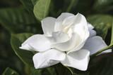 Image of a Perfect Gardenia
