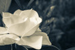 Image of a White Gardenia
