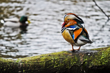 One Colorful Male Mandarin Duck Resting On A Brunch And Blurred Male Mallard