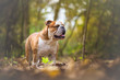 English Bulldog Dog at the forest