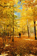 With Dogs In The Autumn Forest