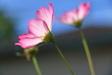 Fototapeta Tulipany - cosmos flower