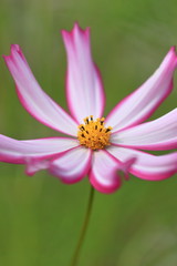 cosmos flower
