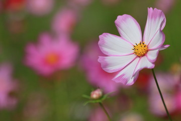 cosmos flower