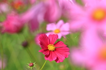 cosmos flower