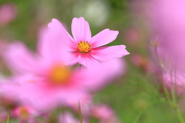 cosmos flower