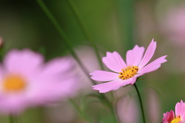 cosmos flower