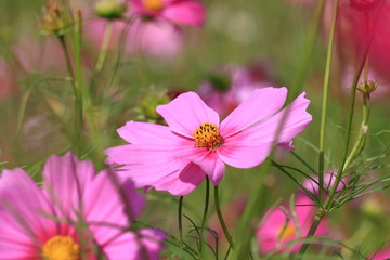 cosmos flower