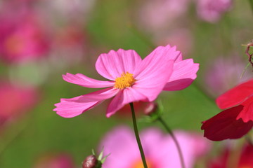 cosmos flower