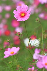 cosmos flower