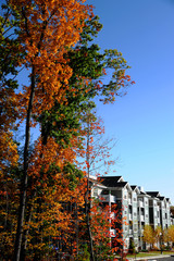 Wall Mural - apartment buildings and autumn tree