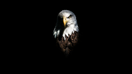 isolated intense eagle stare
