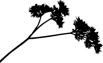  black parsley silhouette on white background