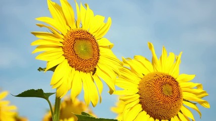 Wall Mural - Sunflowers