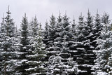 Fototapeta Las - White fluffy snow on fur-trees, cloudy day