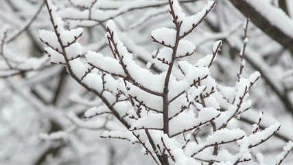 Poster - Trees in Snow