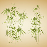 Fototapeta Sypialnia - Bamboo trees