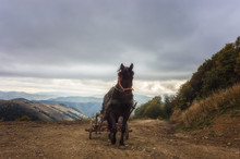 Horse Pulling A Cart On Top Of A Hill In Apuseni Mountains, Tran
