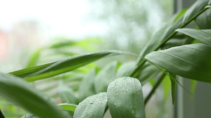 Wall Mural - dew on grass