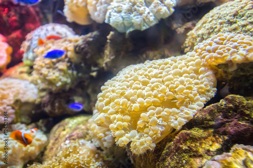Fotografie, Tablou Coral ecosystems aquarium beautiful colorful
