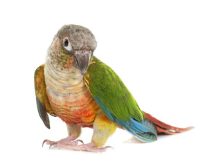 Wall Mural - conure in studio