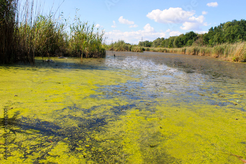 Fotografia, Obraz Lake with green algae and duckweed on the water surface